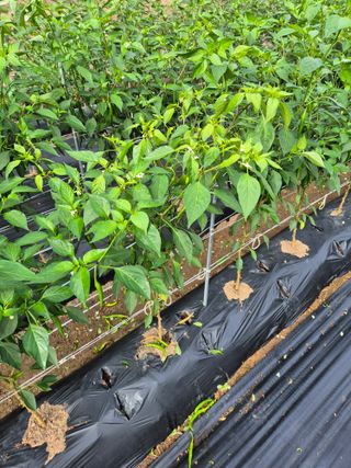 이금범님의 고추 · 병해충상담 작성글 사진