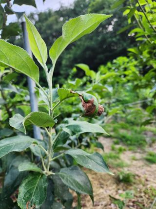 행복농원님의 사과 · 병해충상담 작성글 사진