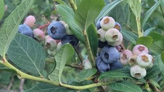 여우내 이순홍님의 블루베리 · 병해충상담 작성글 사진