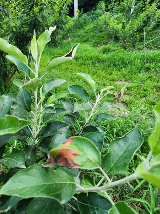 행복농원님의 사과 · 병해충상담 작성글 사진