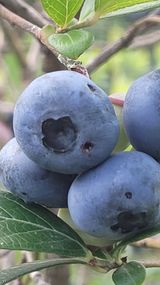 팜모닝 블루베리·병해충상담 게시글 이미지