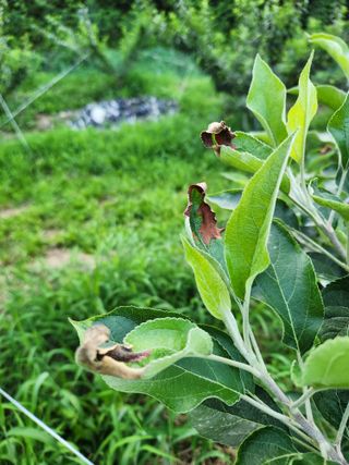 행복농원님의 사과 · 병해충상담 작성글 사진