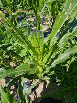 팜모닝 옥수수·병해충상담 게시글 이미지