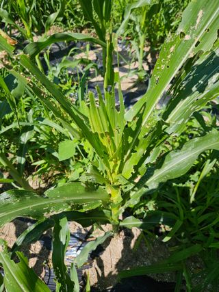 울산사람님의 옥수수 · 병해충상담 작성글 사진