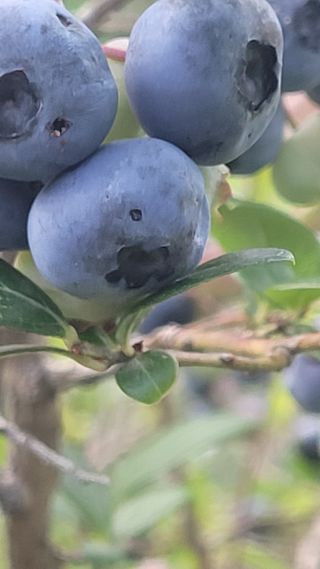 여우내 이순홍님의 블루베리 · 병해충상담 작성글 사진