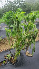 팜모닝 들깨·병해충상담 게시글 이미지