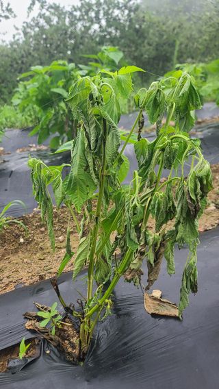 서완수님의 들깨 · 병해충상담 작성글 사진