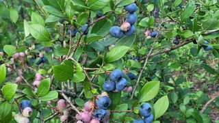 여우내 이순홍님의 블루베리 · 병해충상담 작성글 사진