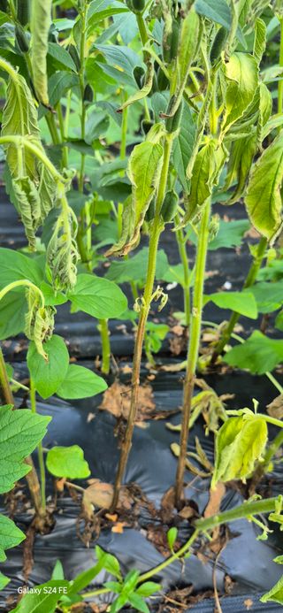 이인재님의 참깨 · 병해충상담 작성글 사진