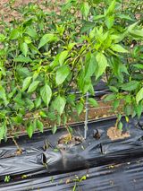 팜모닝 고추·병해충상담 게시글 이미지