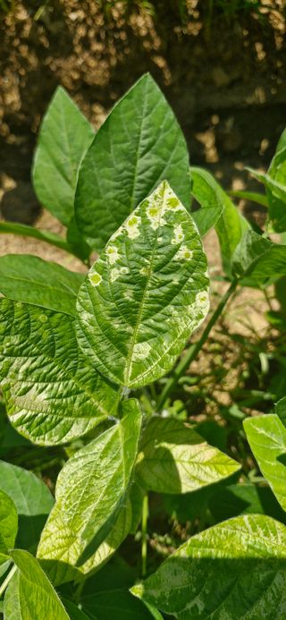 이사농님의 콩 · 병해충상담 작성글 사진