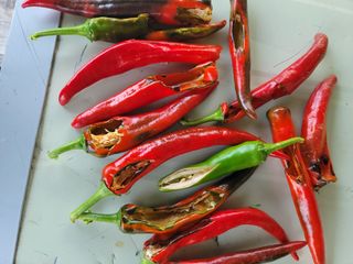 이강길님의 고추 · 병해충상담 작성글 사진