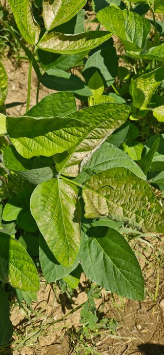 이사농님의 콩 · 병해충상담 작성글 사진