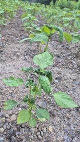 팜모닝 들깨·병해충상담 게시글 이미지