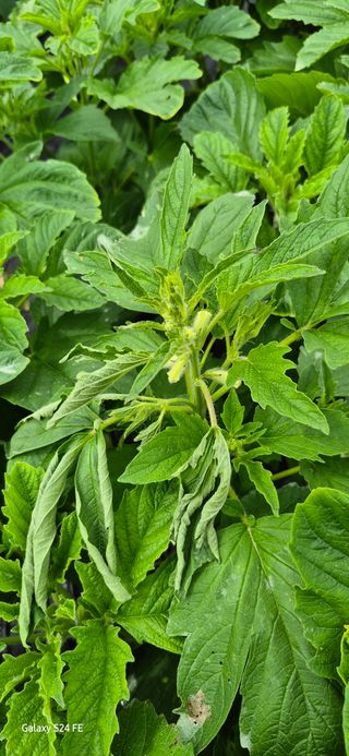 이인재님의 참깨 · 병해충상담 작성글 사진