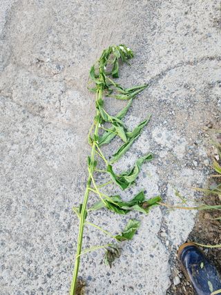 오재훈님의 참깨 · 병해충상담 작성글 사진