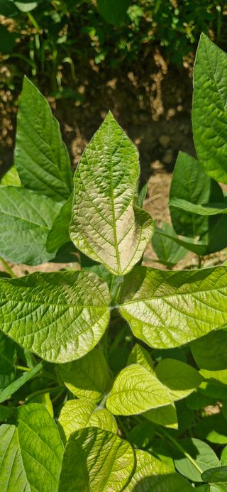 이사농님의 콩 · 병해충상담 작성글 사진