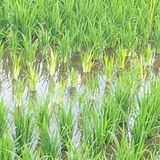 팜모닝 벼·병해충상담 게시글 이미지