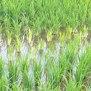 방금 귀농인님의 벼 · 병해충상담 작성글 사진