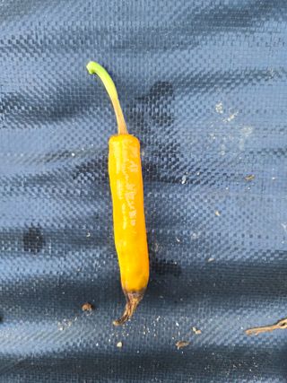 김정배님의 고추 · 병해충상담 작성글 사진