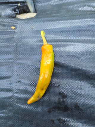 김정배님의 고추 · 병해충상담 작성글 사진