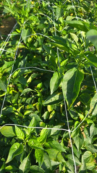 하재은님의 고추 · 병해충상담 작성글 사진