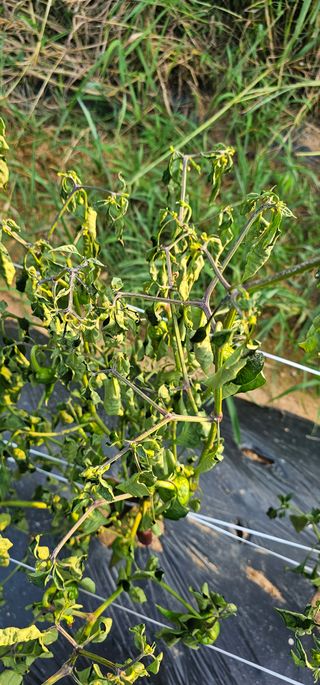 귀농을끔꾸며님의 고추 · 병해충상담 작성글 사진