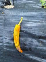 팜모닝 고추·병해충상담 게시글 이미지