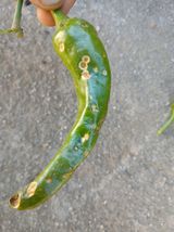 팜모닝 고추·병해충상담 게시글 이미지