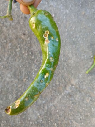 초보농군님의 고추 · 병해충상담 작성글 사진