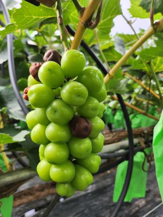 박유순님의 포도 · 병해충상담 작성글 사진