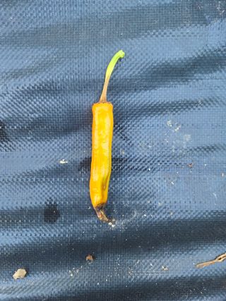 김정배님의 고추 · 병해충상담 작성글 사진