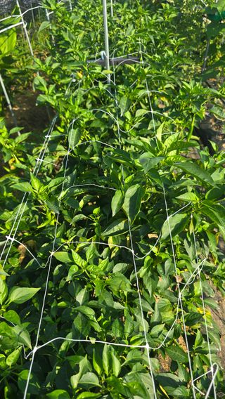 하재은님의 고추 · 병해충상담 작성글 사진