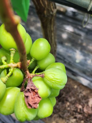 박유순님의 포도 · 병해충상담 작성글 사진