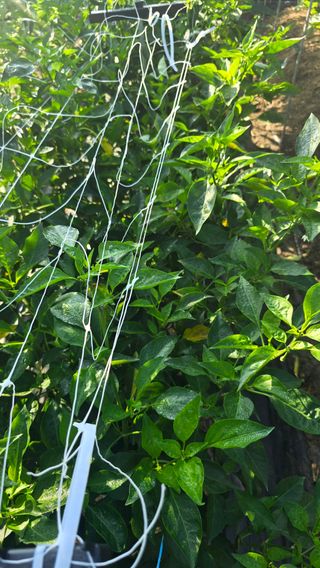 하재은님의 고추 · 병해충상담 작성글 사진