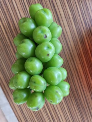 박유순님의 포도 · 병해충상담 작성글 사진