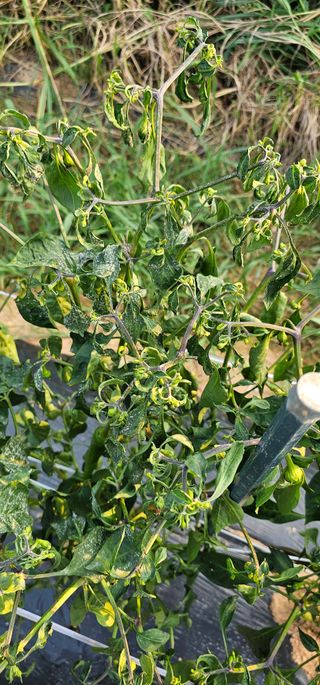 귀농을끔꾸며님의 고추 · 병해충상담 작성글 사진