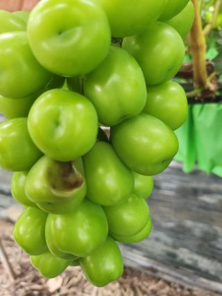 박유순님의 포도 · 병해충상담 작성글 사진