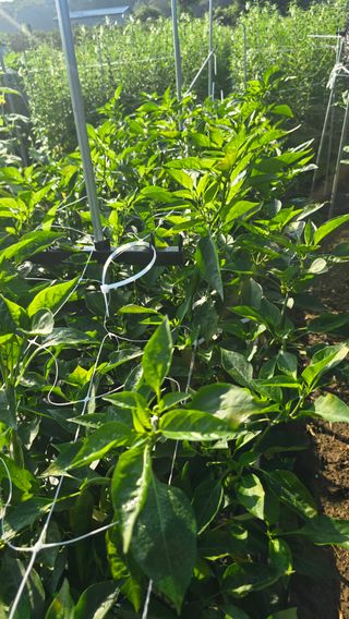 하재은님의 고추 · 병해충상담 작성글 사진