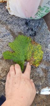 갈까님의 포도·병해충상담 작성글 사진