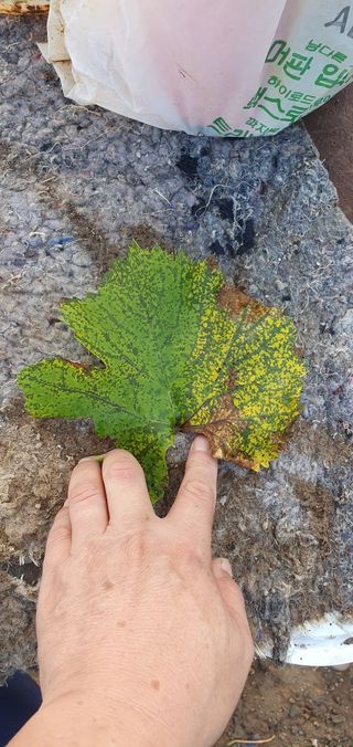 갈까님의 포도 · 병해충상담 작성글 사진