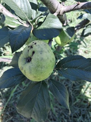 최영신님의 사과 · 병해충상담 작성글 사진