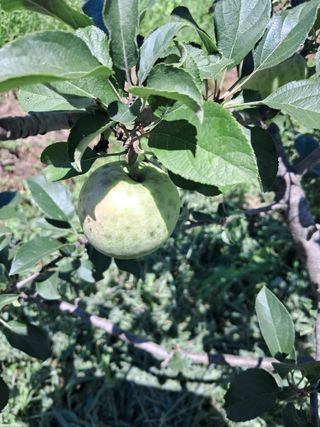 최영신님의 사과 · 병해충상담 작성글 사진