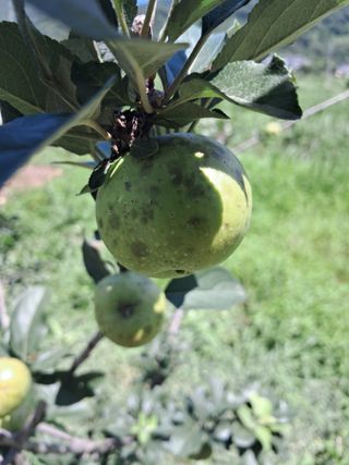 최영신님의 사과 · 병해충상담 작성글 사진