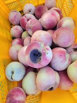 팜모닝 복숭아·병해충상담 게시글 이미지