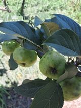 팜모닝 사과·병해충상담 게시글 이미지