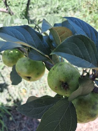 최영신님의 사과 · 병해충상담 작성글 사진