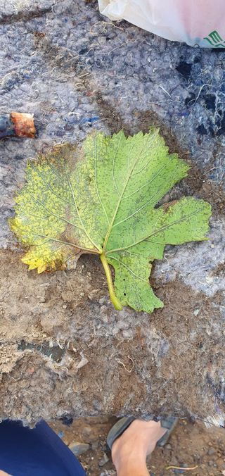 갈까님의 포도 · 병해충상담 작성글 사진