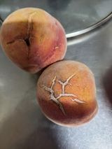 팜모닝 복숭아·병해충상담 게시글 이미지