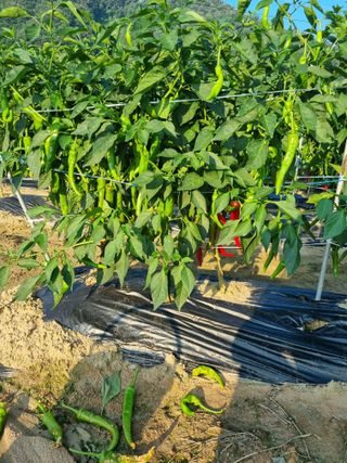 원근희님의 고추 · 병해충상담 작성글 사진